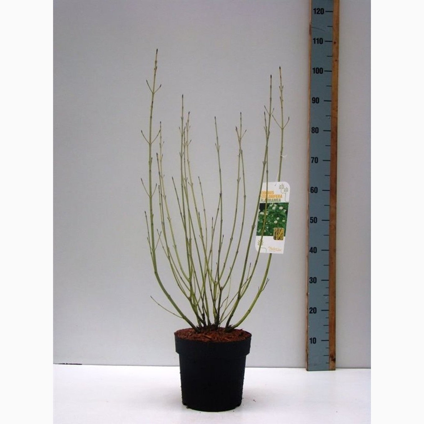 Kornell – Cornus sericea 'Flaviramea' - C4,6 50-60 CM