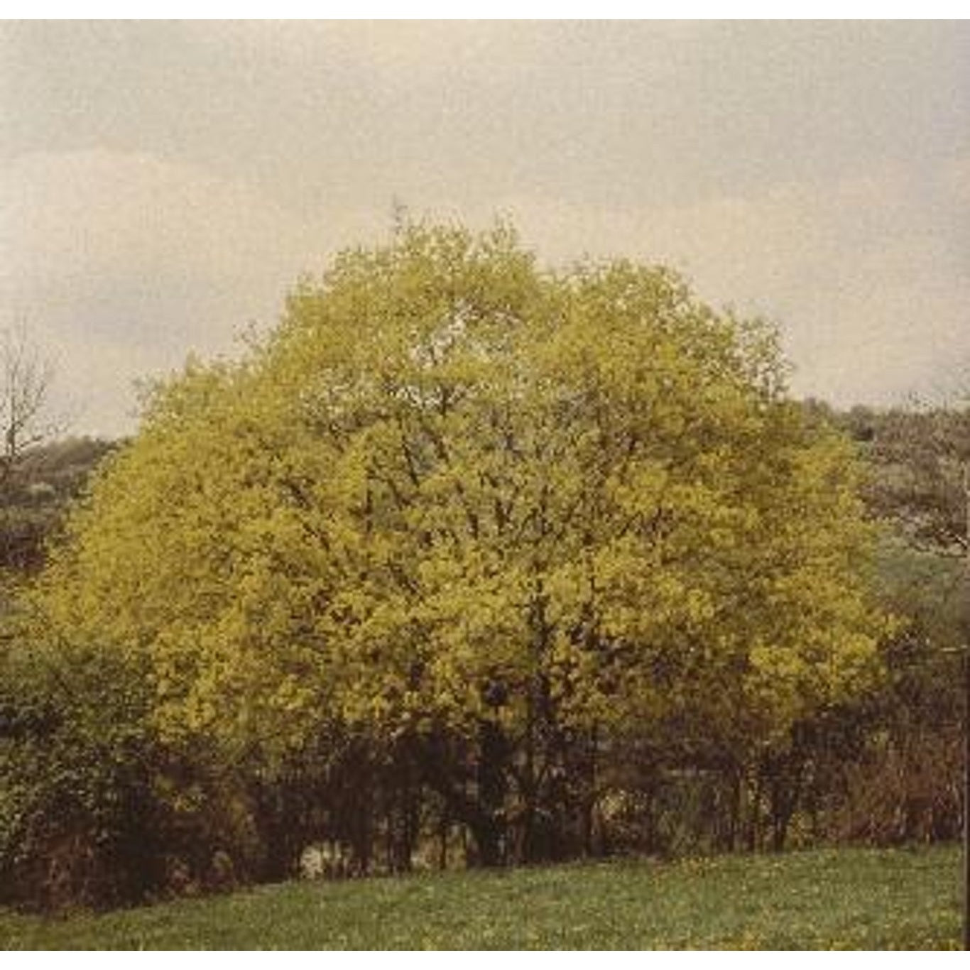 Skogslönn – Acer platanoides - 20/25 WRB