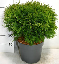 Thuja – Thuja occidentalis 'Woodwardii' - C7.5 40-50 cm.