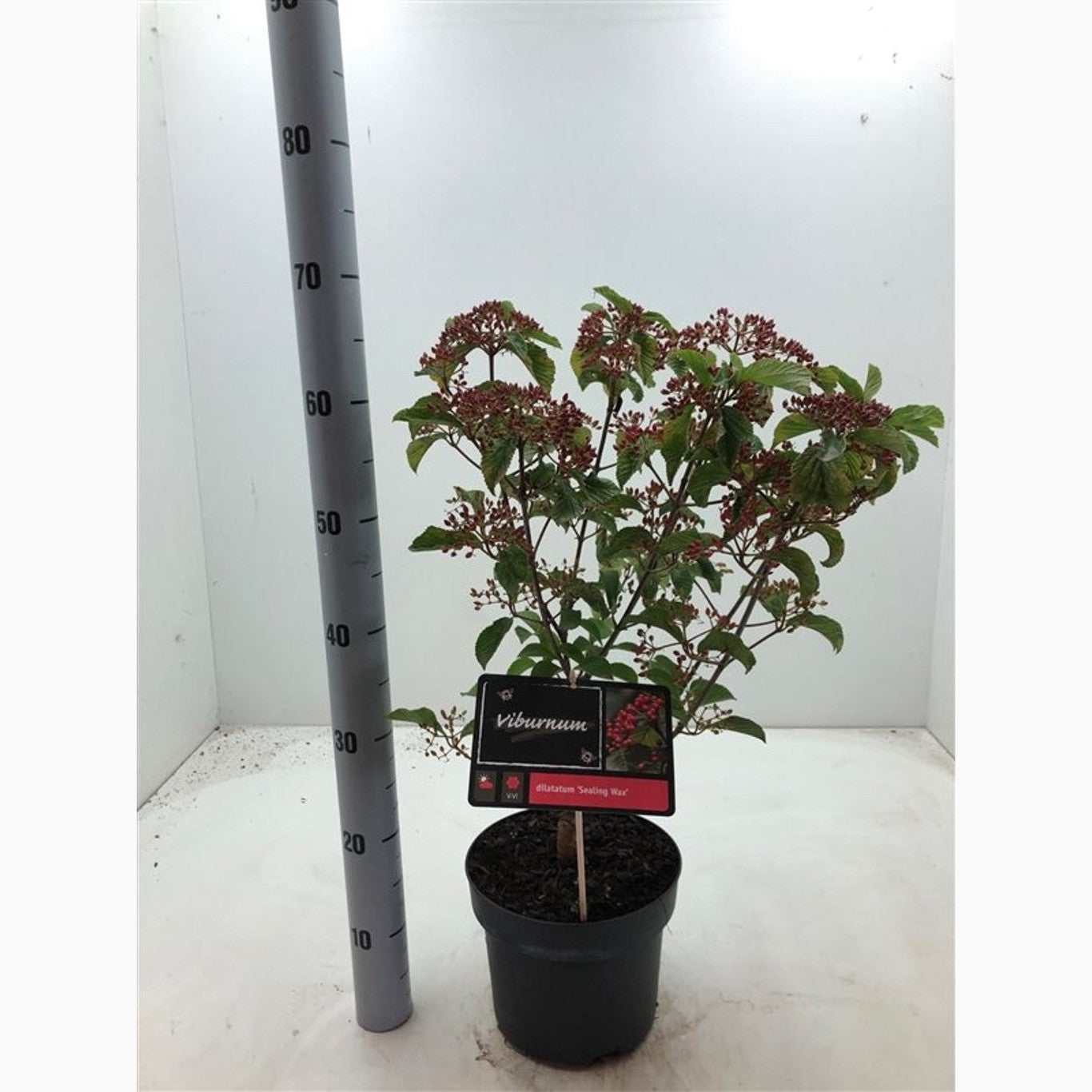 Rödfruktigt olvon – Viburnum dilatatum 'Sealing Wax' - C4