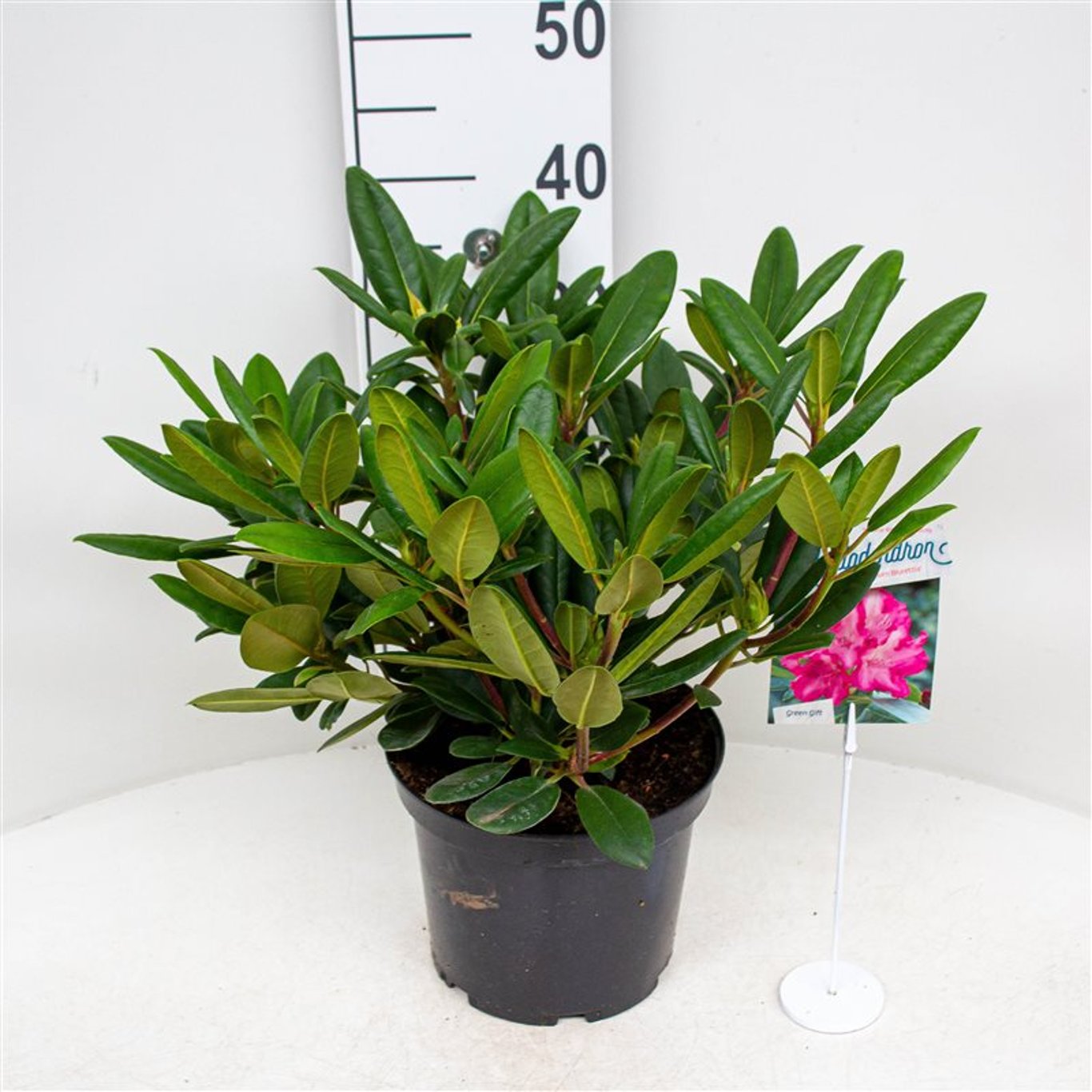 Rhododendron – Rhododendron (Y); 'Blurettia' - C5 30/+ CM