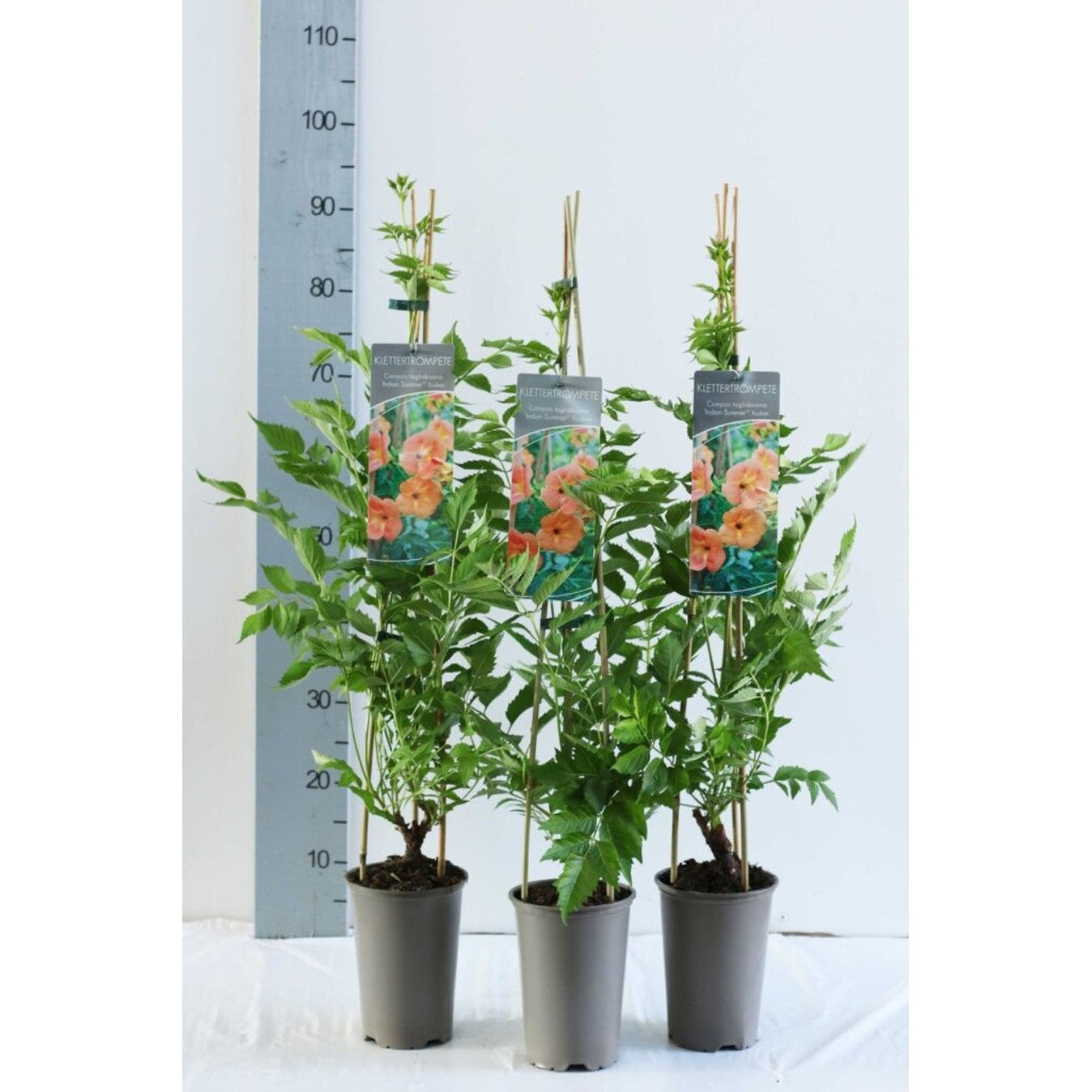 Trumpetranka – Campsis radicans - C2 60-80 CM Stick
