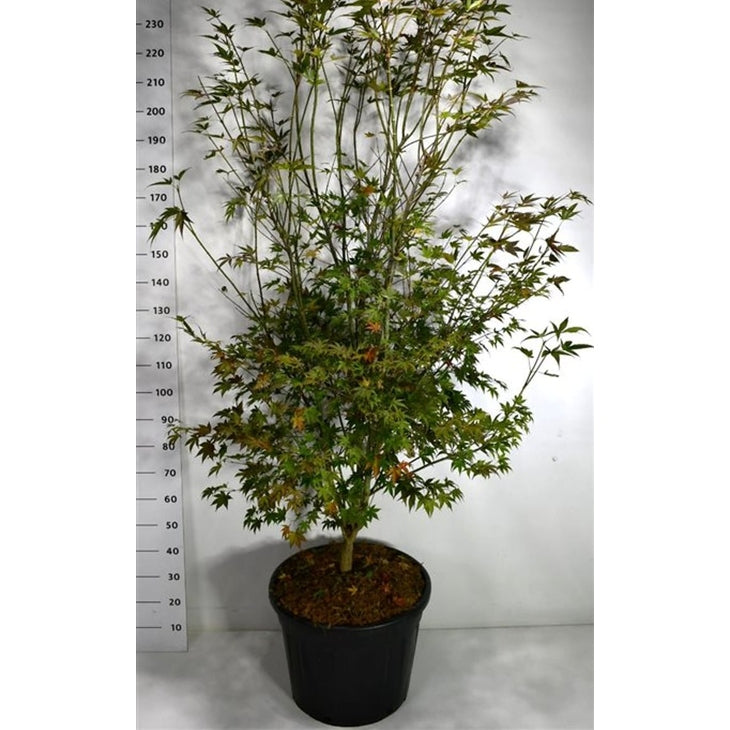 Japansk lönn – Acer palmatum 'Atropurpureum' - C70 200-225 cm.