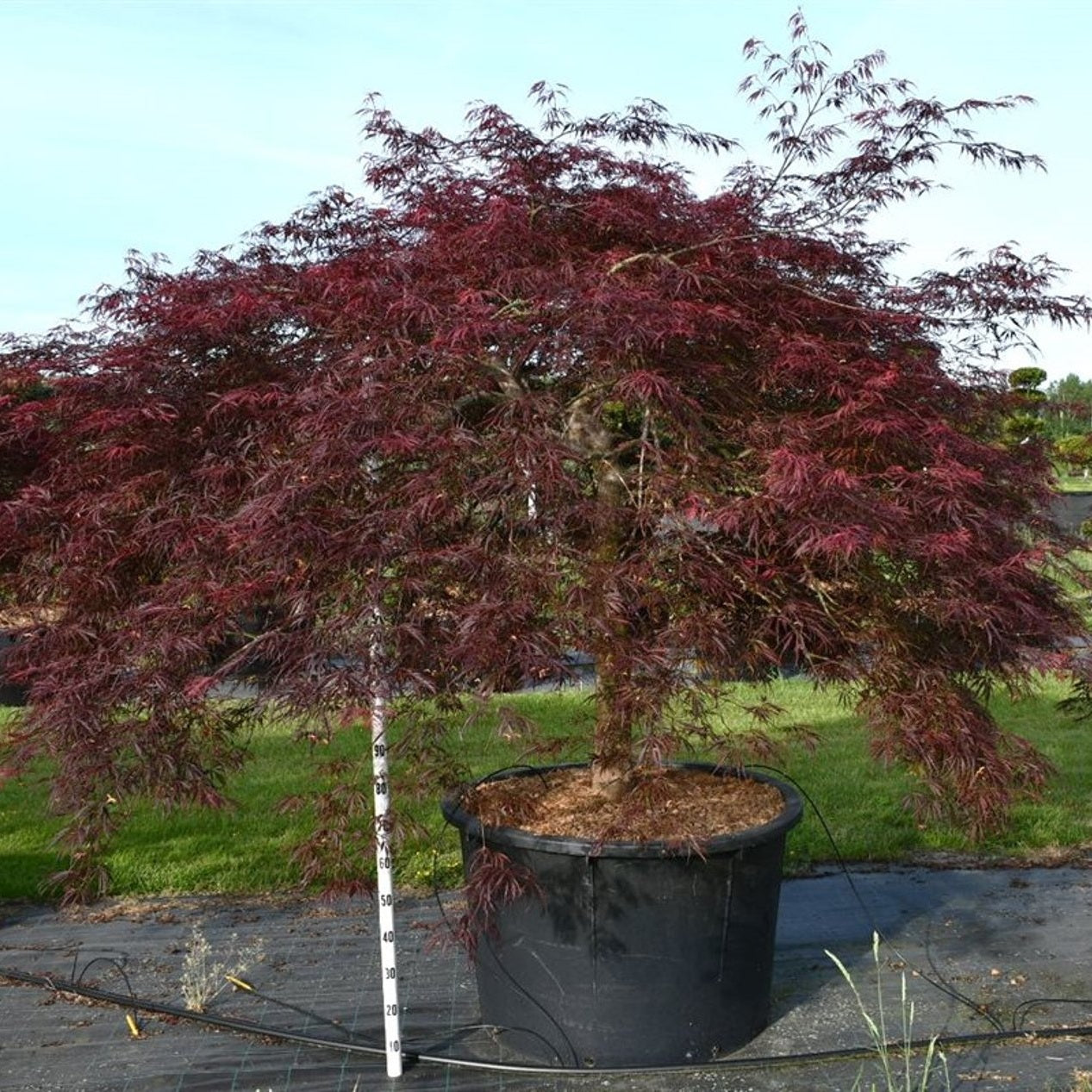 Japansk lönn – Acer palmatum 'Inaba-shidare' - C450 100 cm. Stam