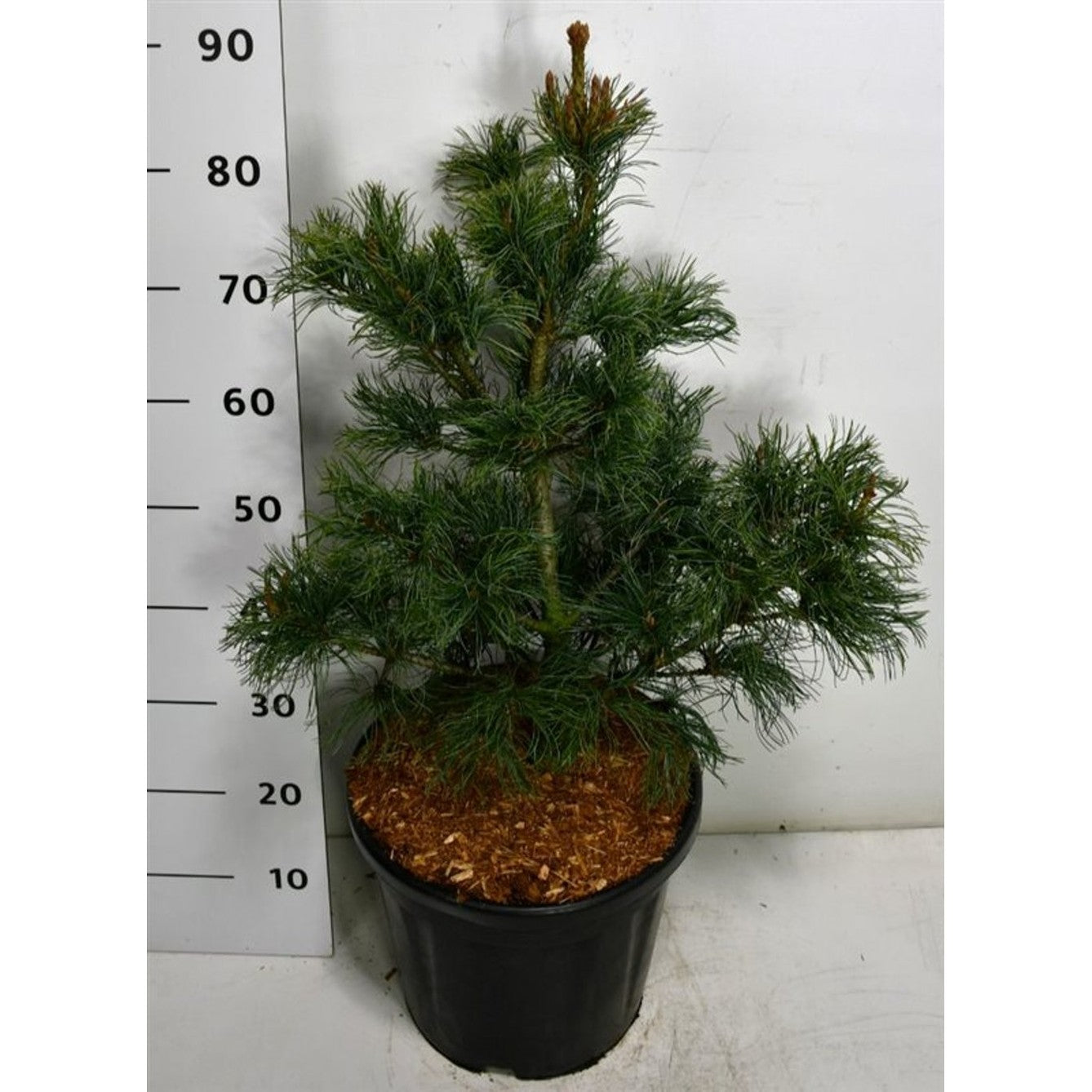 Japansk vitbarrtall – Pinus parviflora 'Bonsai' - C20 50-60 CM