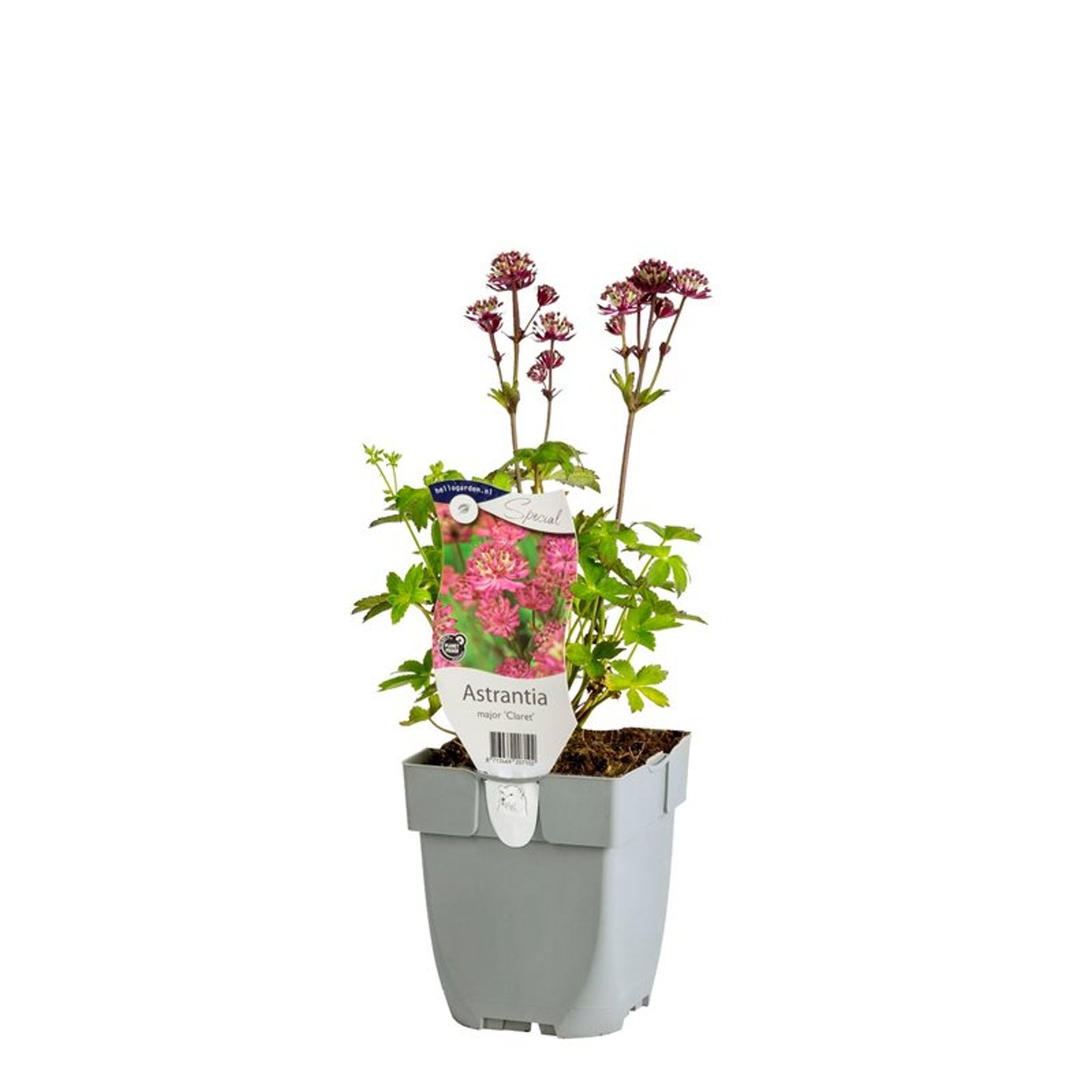 Stjärnflocka – Astrantia maj. 'Claret' - P11