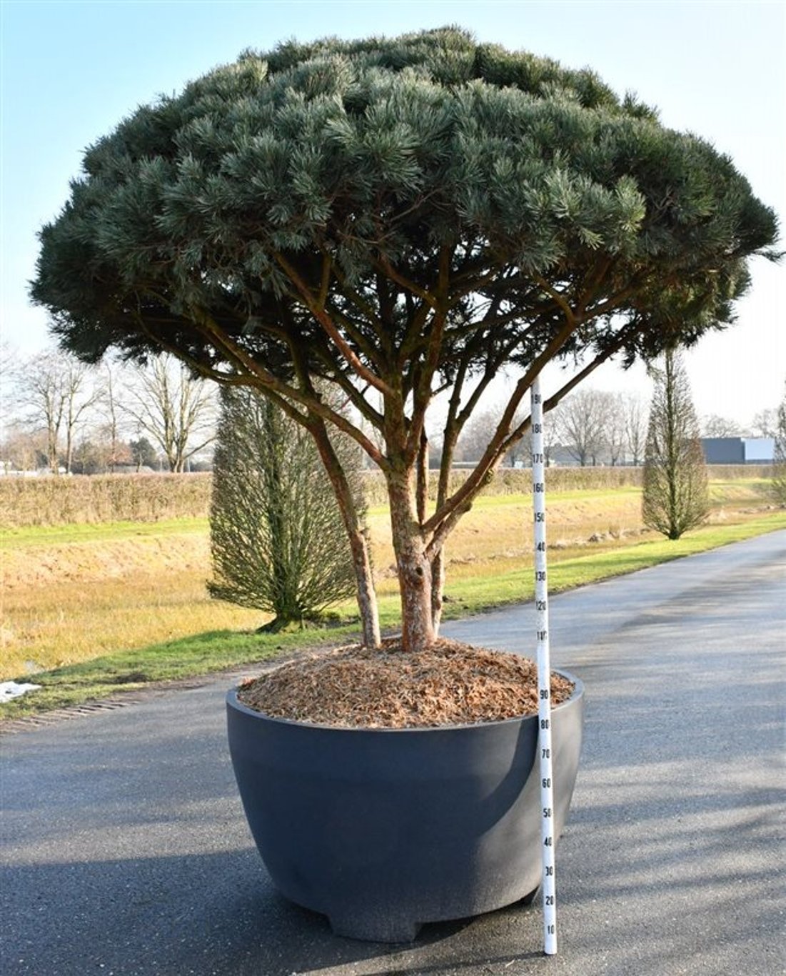 Tall – Pinus sylvestris &