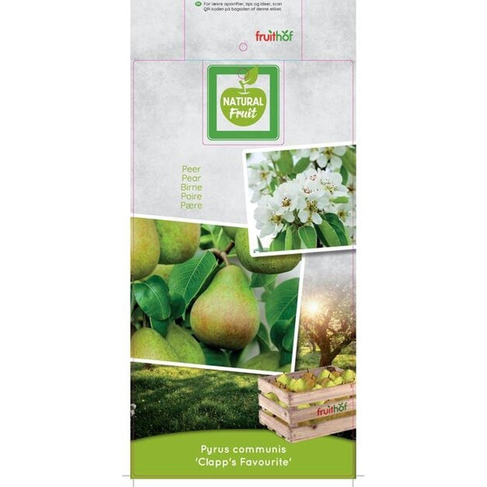 Päron – Pyrus communis 'Clapp's Favourite' - C7.5 Halfstem