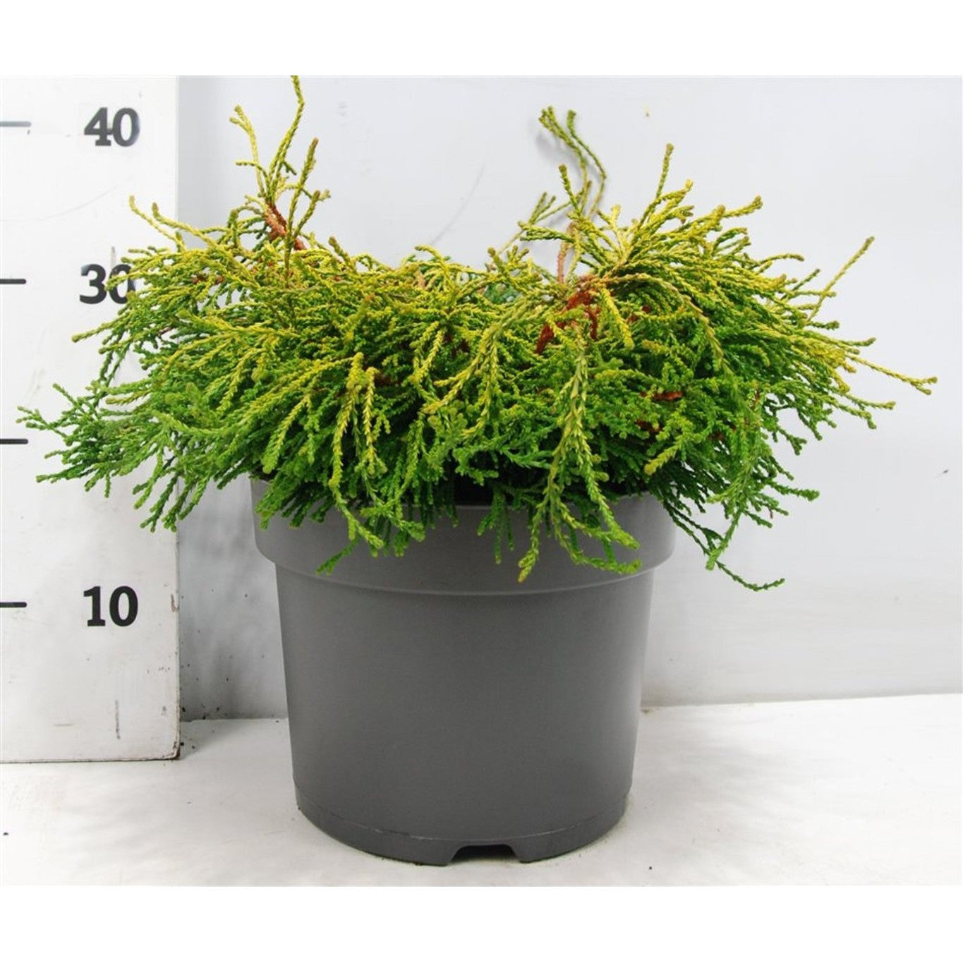 Ädelcypress – Chamaecyparis obtusa 'Gitte' - C7.5 30-40 CM