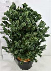Japansk vit­tall – Pinus parviflora 'Negishi' - C45 100-125 cm.