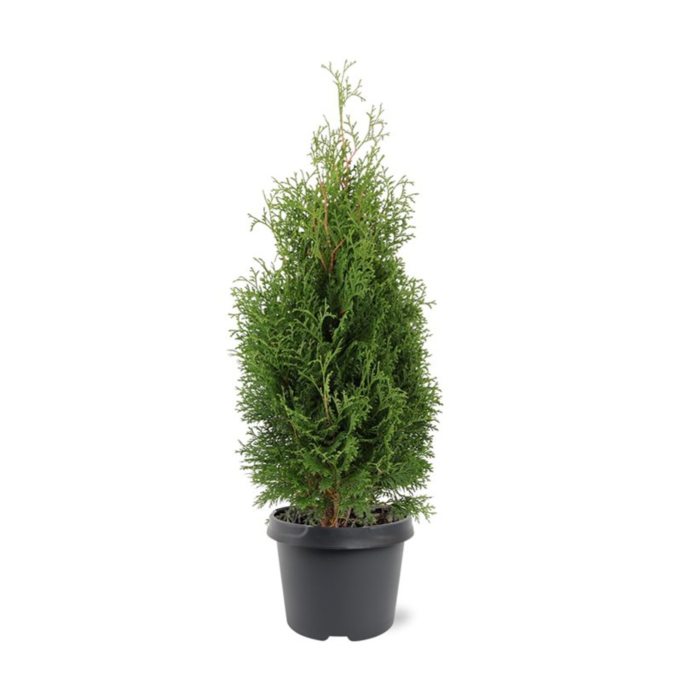 Thuja – Thuja occidentalis 'Holmstrup' - C3 40-50 CM