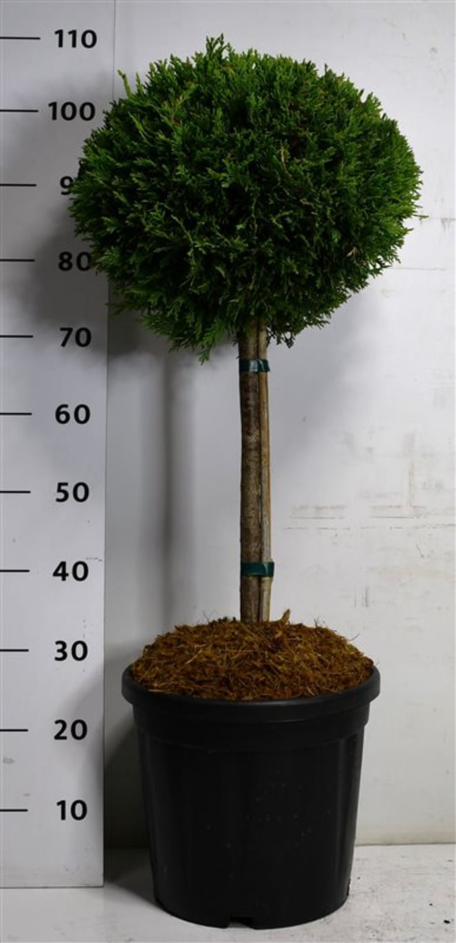 Cypresscypress – Cupressocyparis leylandii 'Castlewellan Gold' - C18 40 cm. Stam