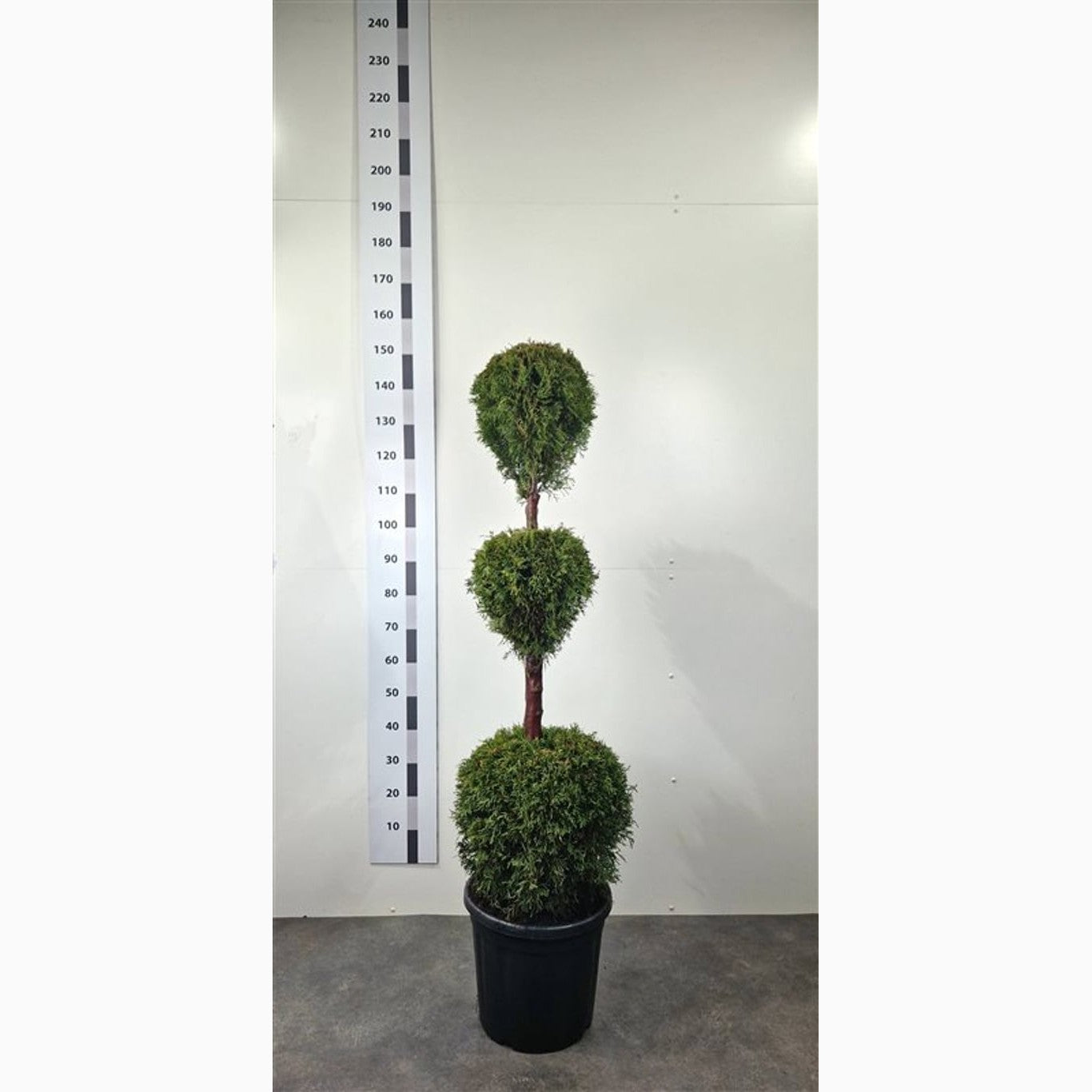 Thuja – Thuja occidentalis 'Smaragd' - 120-140 CM TRIOBOL Cont.