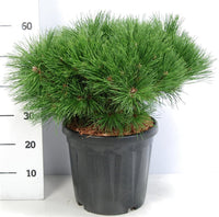 Svarttall – Pinus nigra 'Pierrick Bregeon' - C18 60-70 cm.