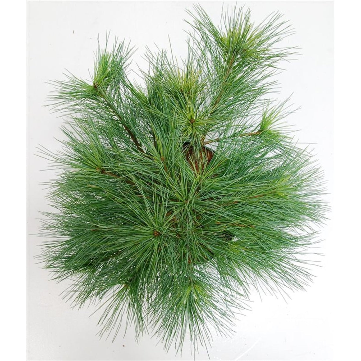 Västra vit­tall – Pinus strobus 'Blue Shag' - C5 30-40 cm.