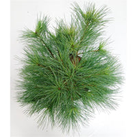 Västra vit­tall – Pinus strobus 'Blue Shag' - C5 30-40 cm.