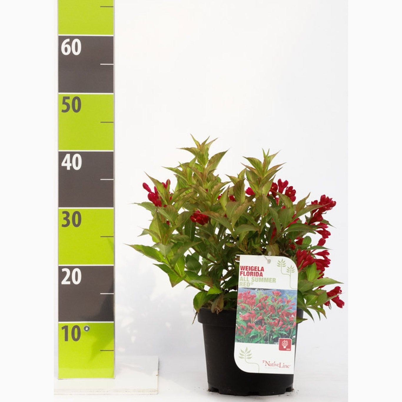 Praktweigela – Weigela 'All Summer Red' - C3