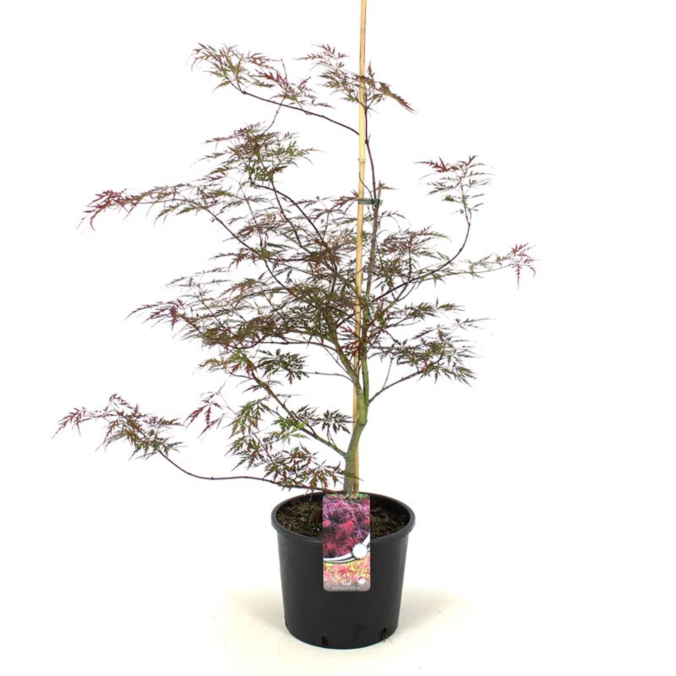 Japansk lönn – Acer pal. 'Garnet' - C12 60-80 CM