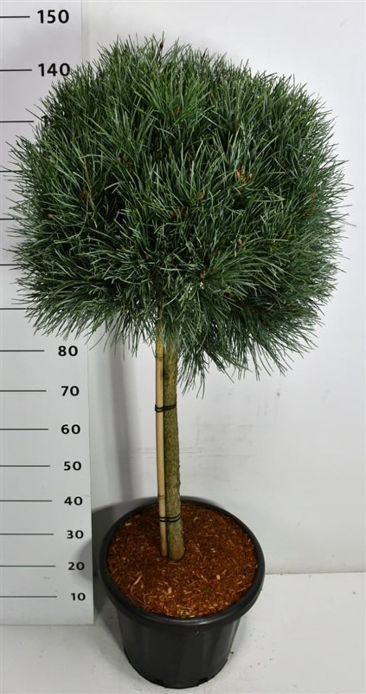 Tall – Pinus sylvestris &