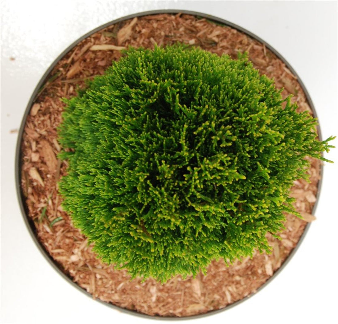 Thuja – Thuja occidentalis &