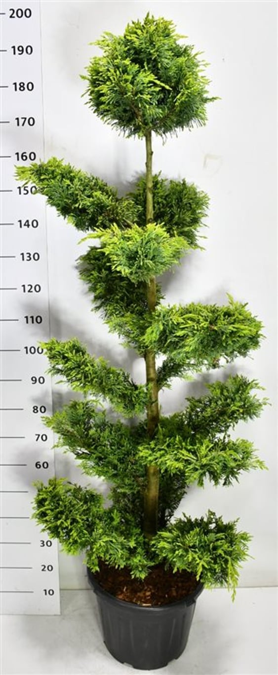 Cypresscypress – Cupressocyparis leylandii &