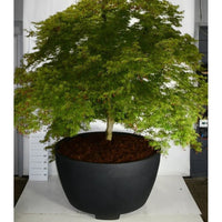 Japansk lönn – Acer palmatum 'Dissectum' - C 1040 Decopot 225-250 cm.