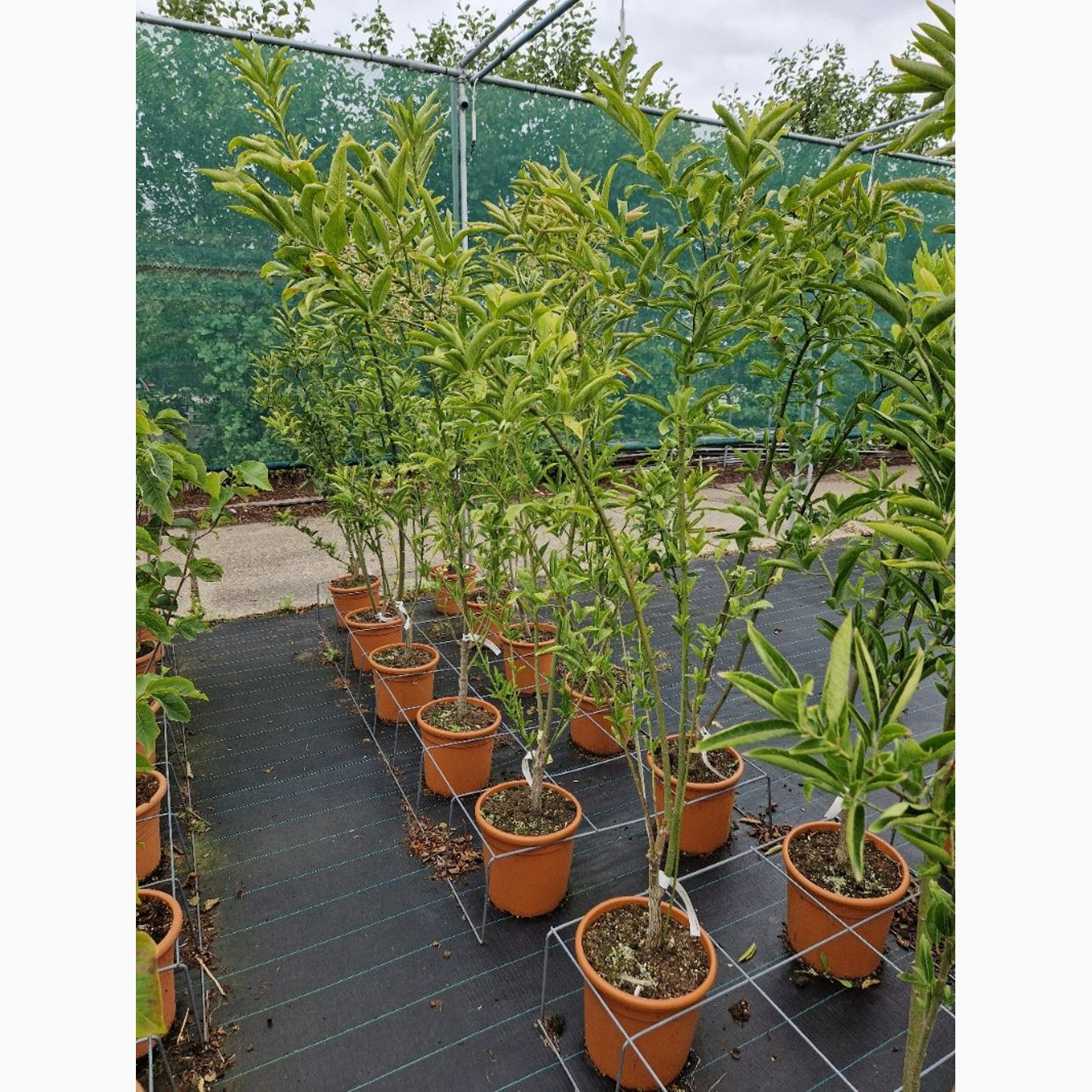 Euonymus hamiltonianus 'Den Haag' - C20 125-150 CM