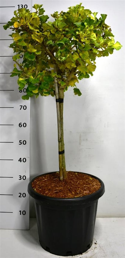 Tempelträd – Ginkgo biloba &