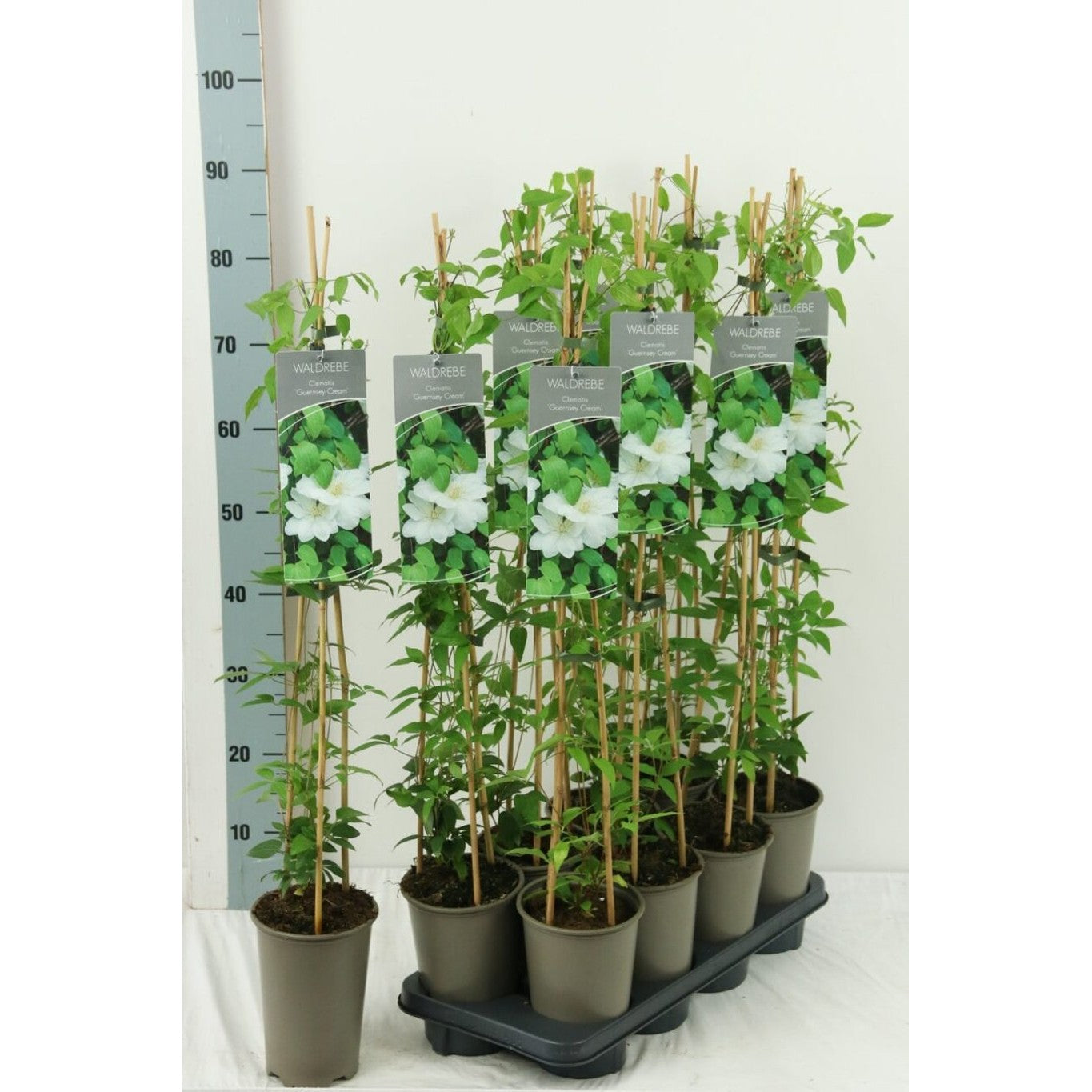 Klematis – Clematis 'Guernsey Cream' - C2 60-80 CM Stick