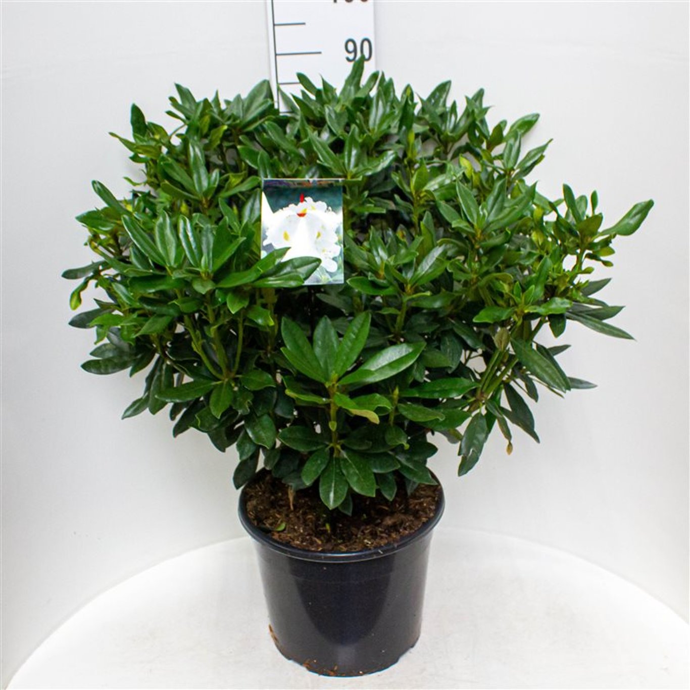 Rhododendron – Rhododendron 'Madame Masson' - C20 60-70 CM