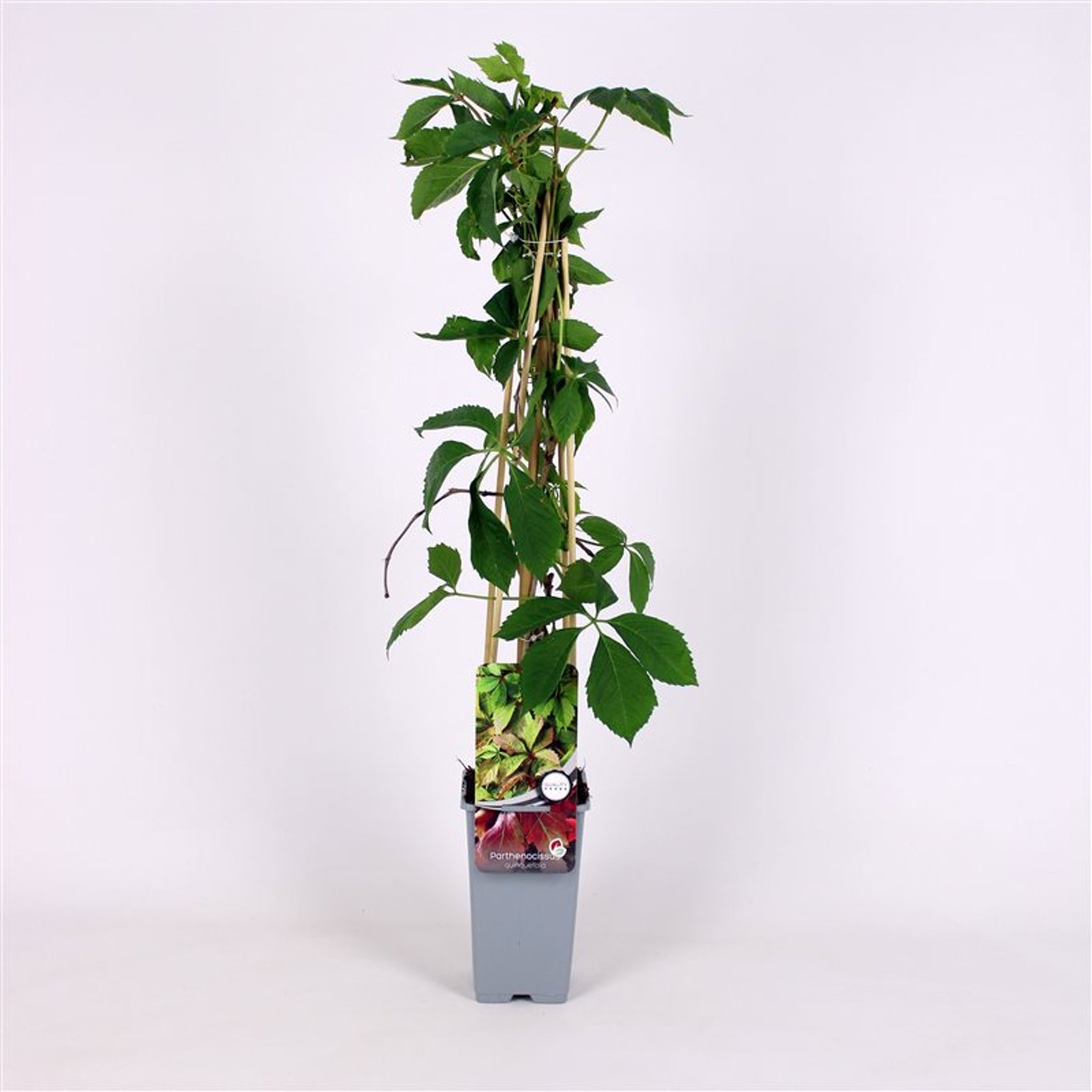 Klättervildvin – Parthenocissus quinquefolia - C2 70/+ CM