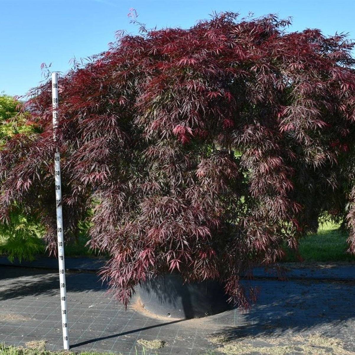 Japansk lönn – Acer palmatum 'Inaba-shidare' - C450 110 cm. Stam