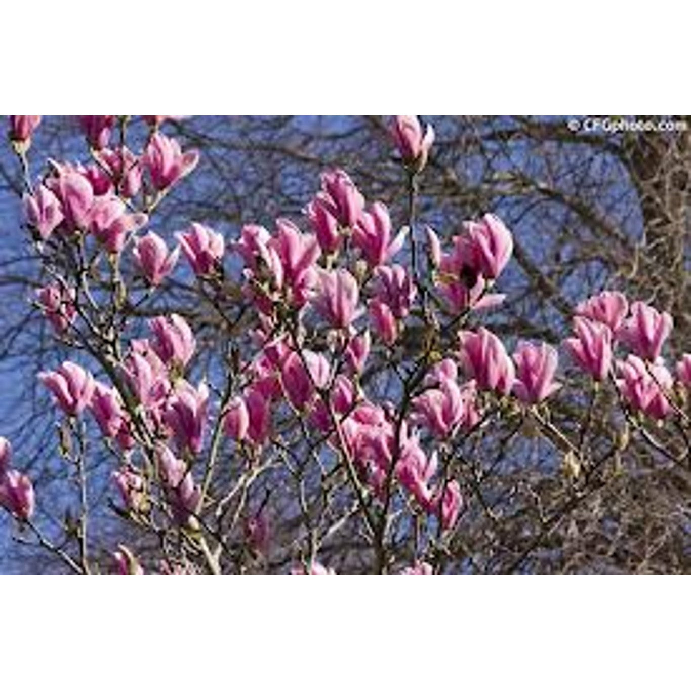 Magnolia – Magnolia 'Heaven Scent' - C35 10/12  200 CM Stem