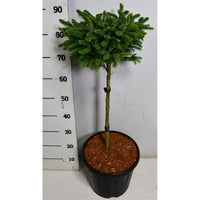 Serbgran – Picea omorika 'Nana' - C13 40 cm. Stam