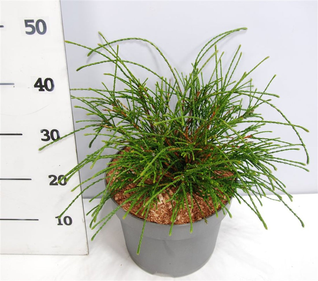 Thuja – Thuja plicata &