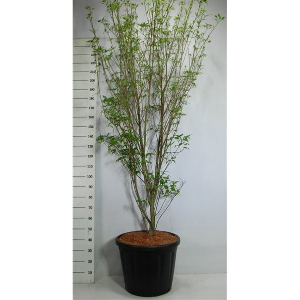 Japansk blomsterkornell – Cornus kousa 'Weisse Fontaine' - C80 175-200 cm. Sol