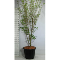 Japansk blomsterkornell – Cornus kousa 'Weisse Fontaine' - C80 175-200 cm. Sol