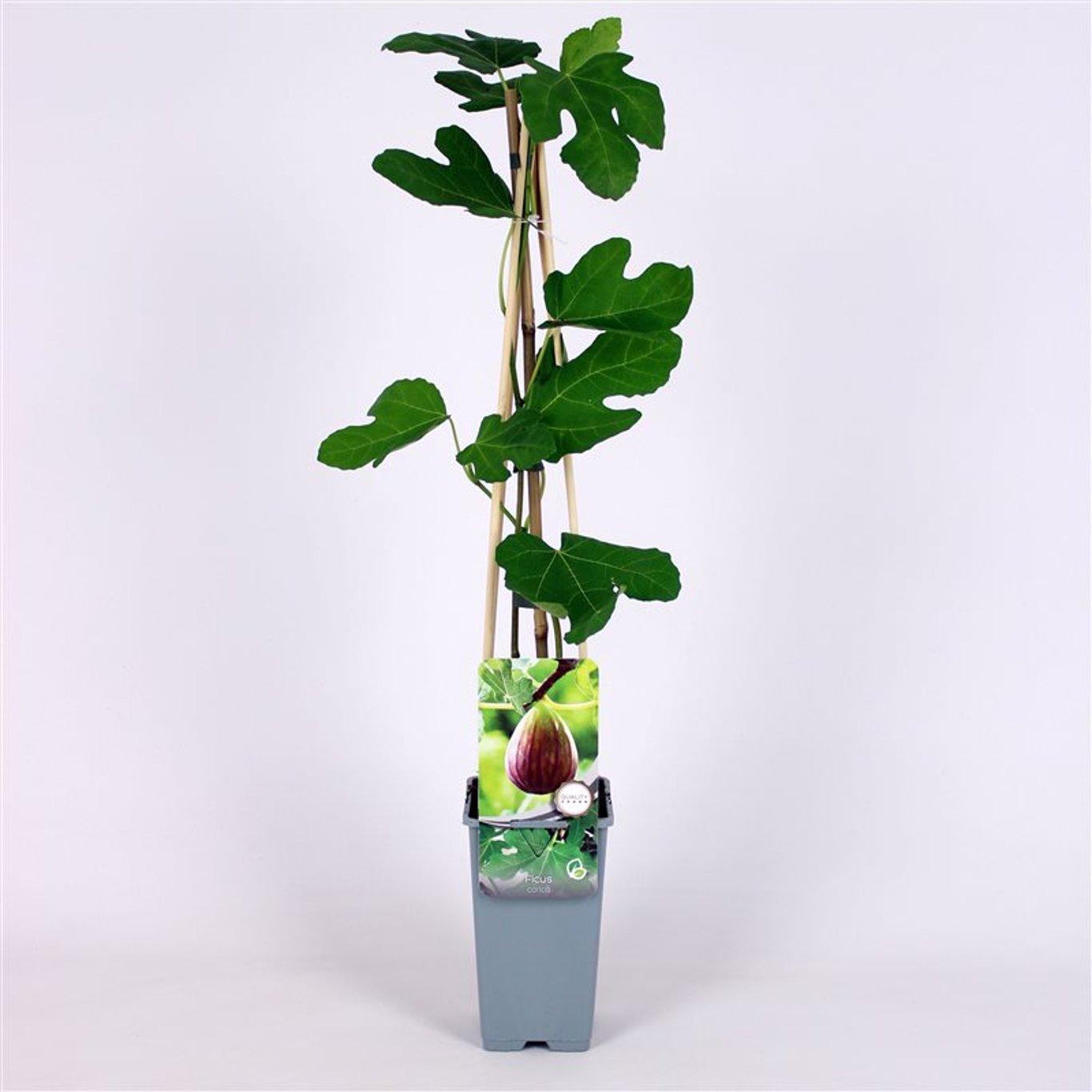 Fikon – Ficus carica - C2 70/+ CM