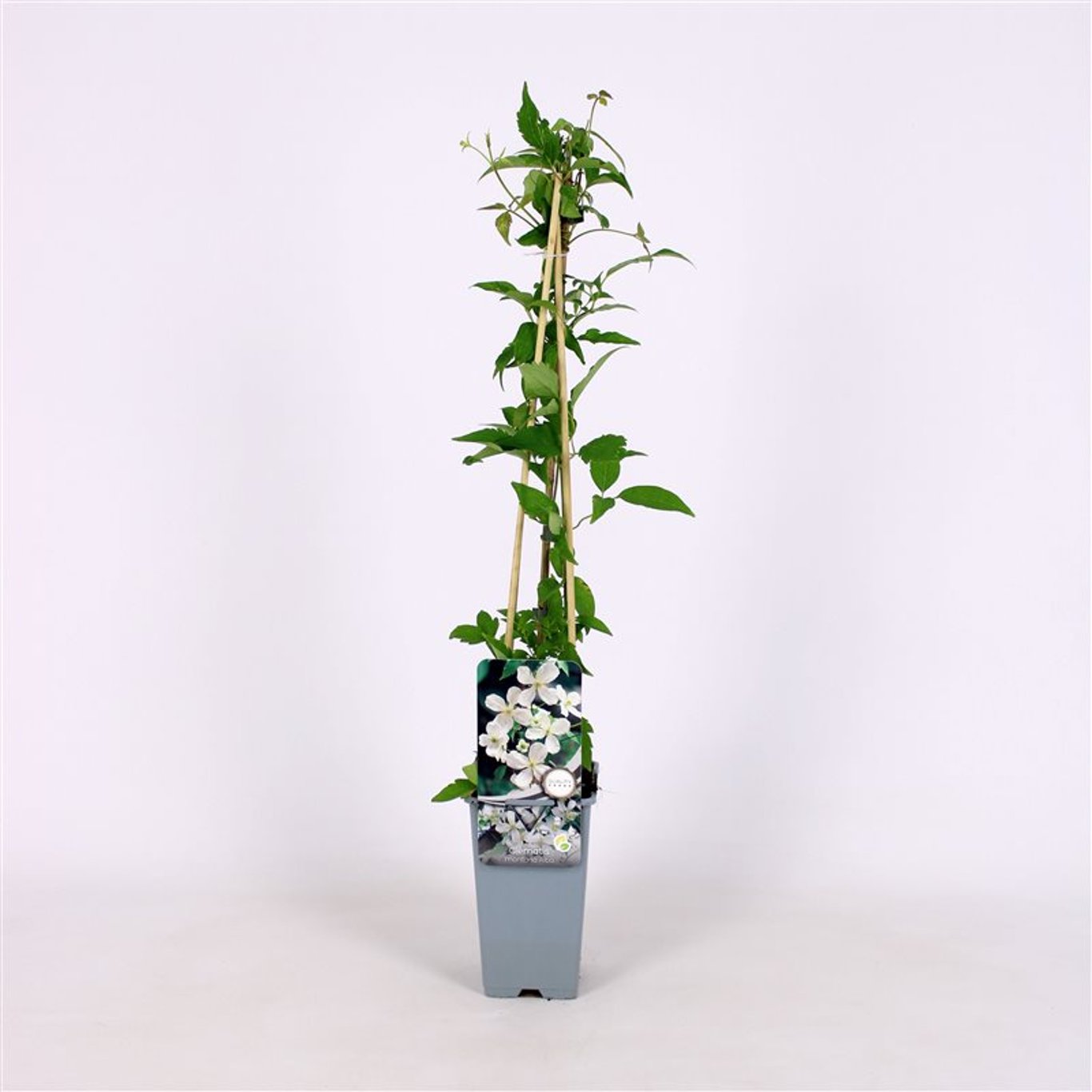 Klematis – Clematis montana 'Alba' - C2 70/+ CM