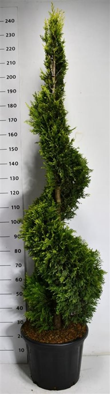 Cypresscypress – Cupressocyparis leylandii &