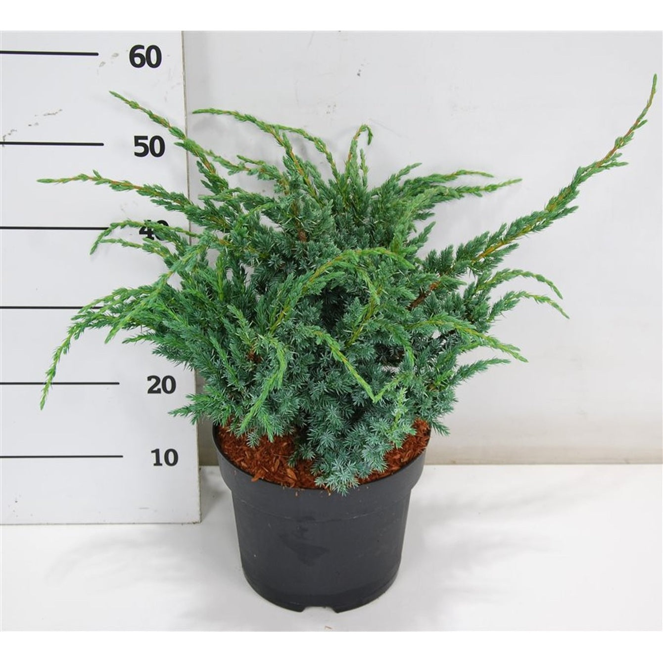 Fjäll-en – Juniperus squamata 'Meyeri' - C7.5 40-50 CM