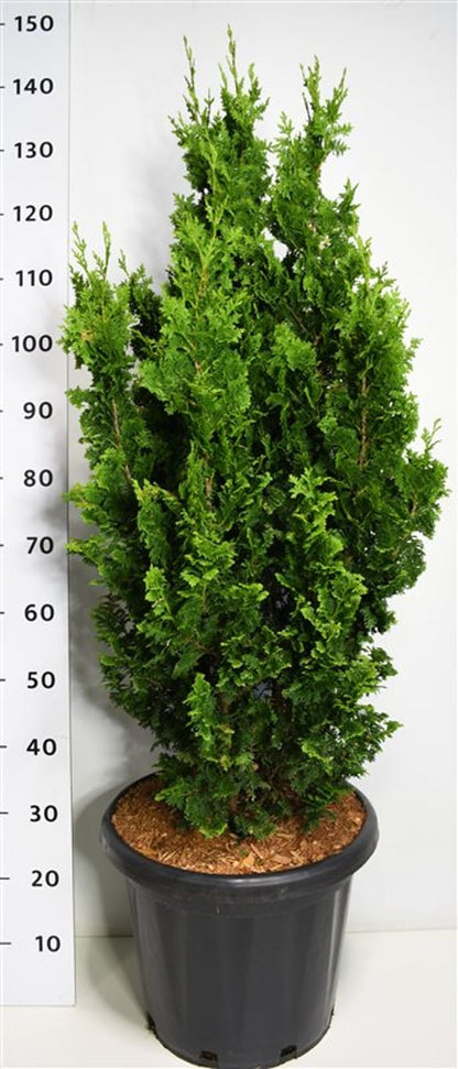 Thuja – Thuja occidentalis &