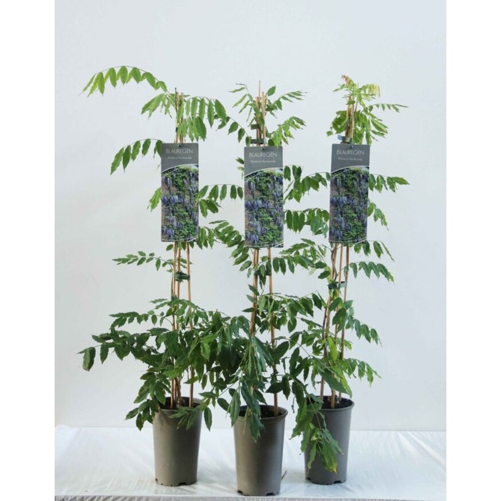 Japanskt blåregn – Wisteria floribunda - C2 60-80 CM Stick