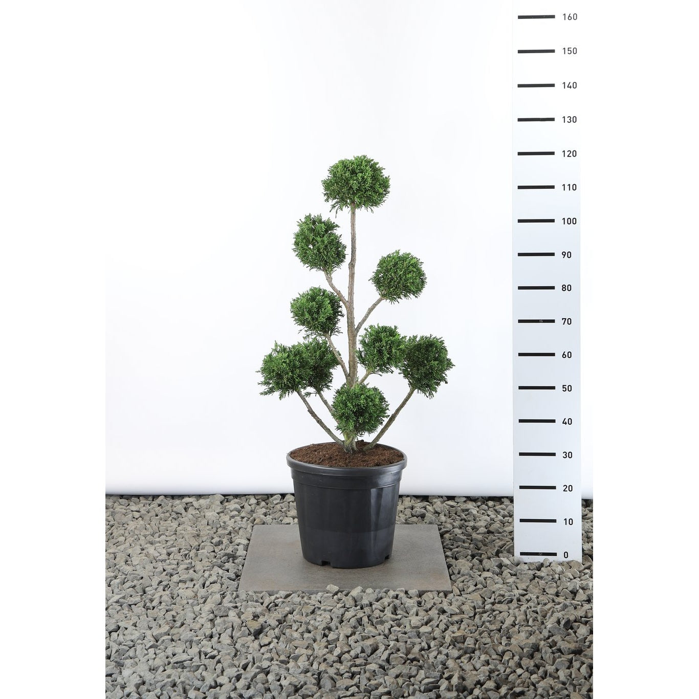 Ädelcypress – Chamaecyparis obtusa 'Draht' - 80-100 CM PonPon EXTRA in Cont.