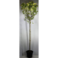 Japansk blomsterkornell – Cornus kousa 'China Girl' - C55 200 cm. Hoogstam