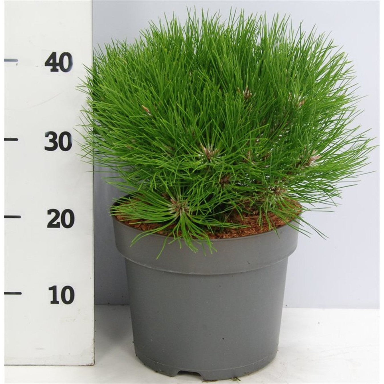 Svarttall – Pinus nigra 'Marie Bregeon' - C7.5 30-40 cm.