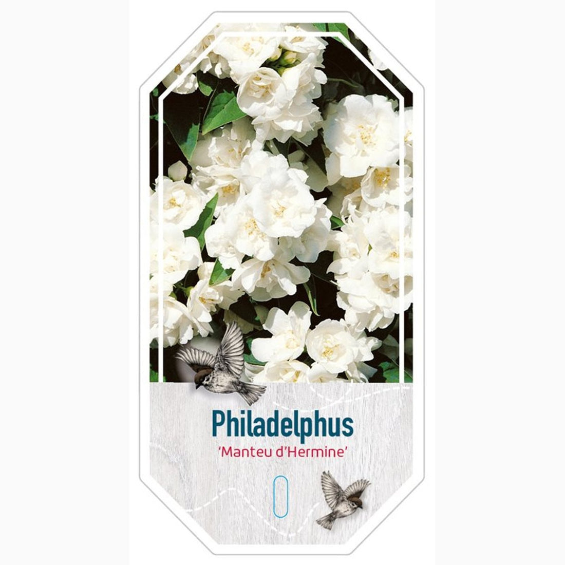 Schersmin – Philadelphus &