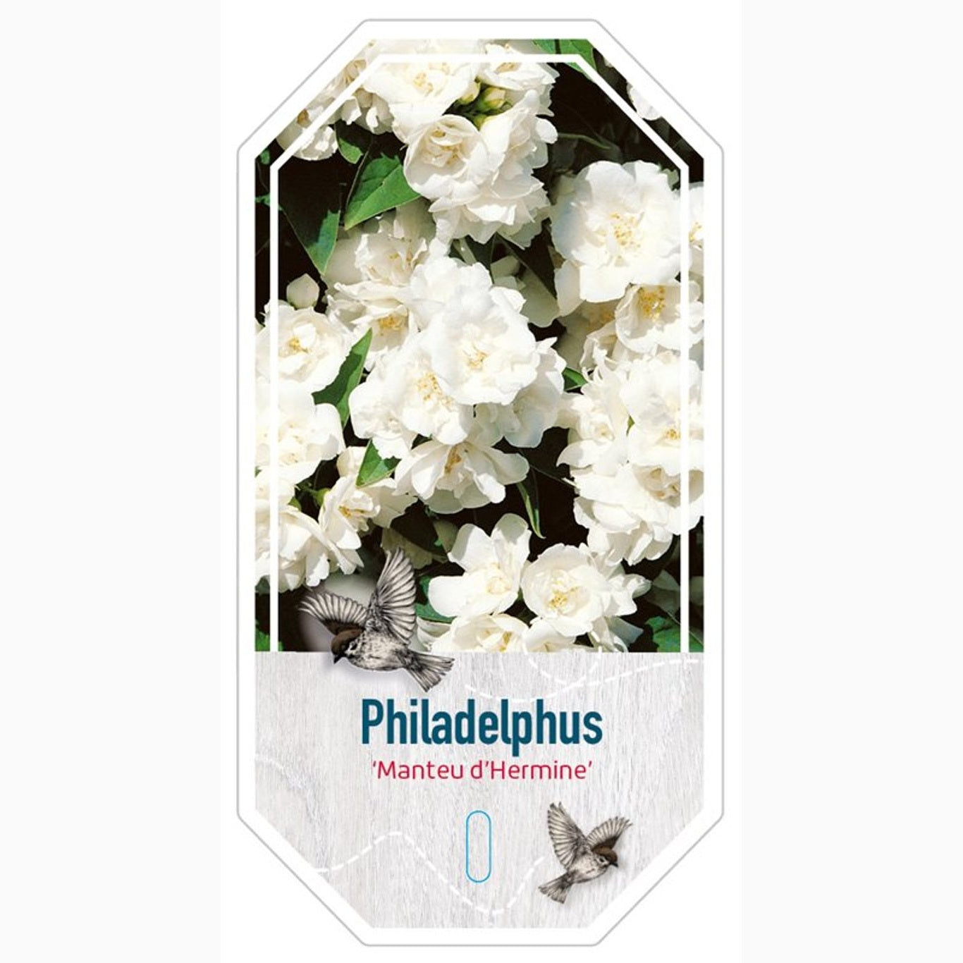 Schersmin – Philadelphus 'Manteau d'Hermine' - C3 30-40 CM