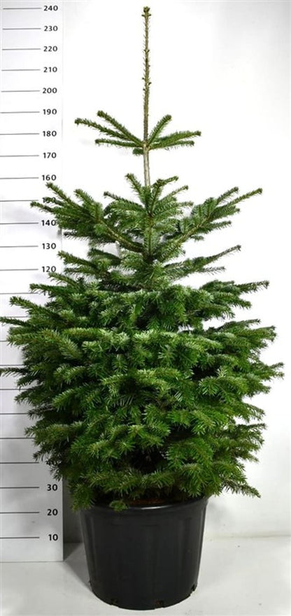 Nordmannsgran – Abies nordmanniana - C65 150-175 cm.