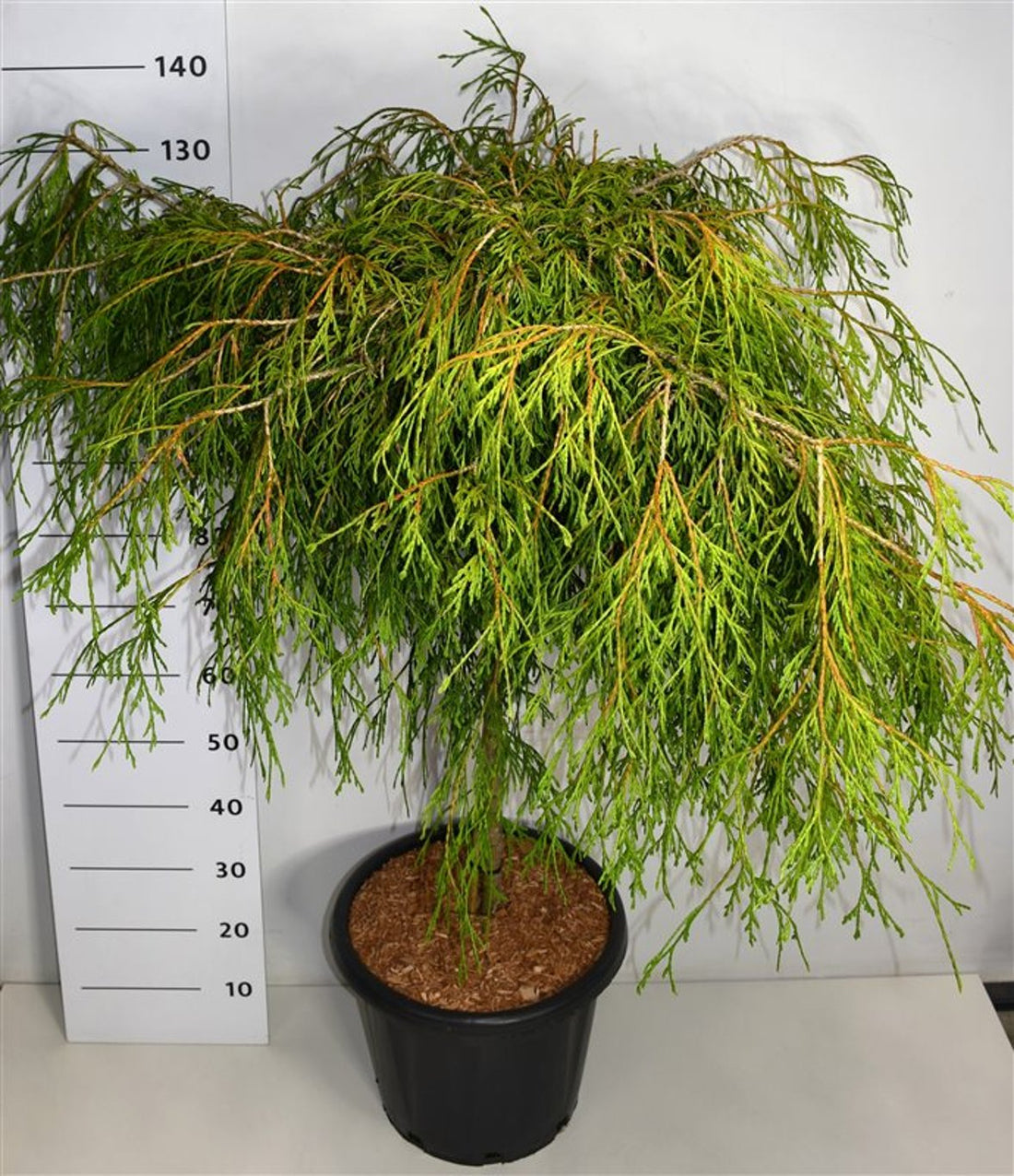 Thuja – Thuja plicata &